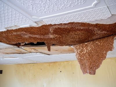 Professional black mold removal services in Williams Bay - Williams Bay Black Mold Removal