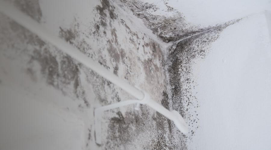 Why choose Williams Bay Black Mold Removal for black mold removal in Williams Bay
